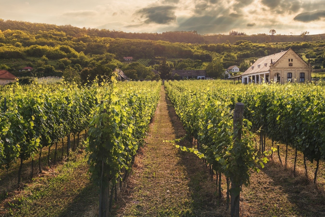 european vineyards by private jet