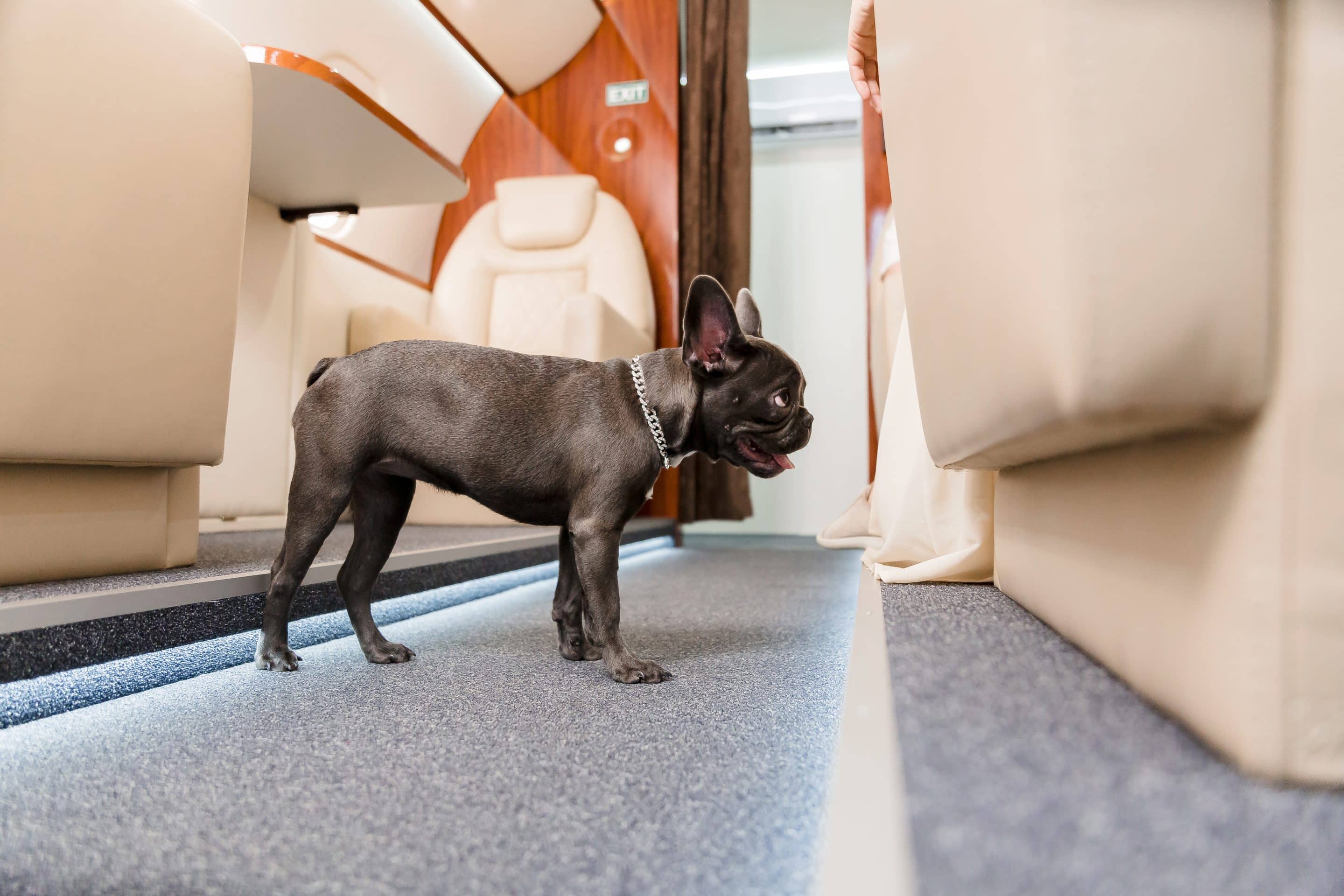 pets on private jets